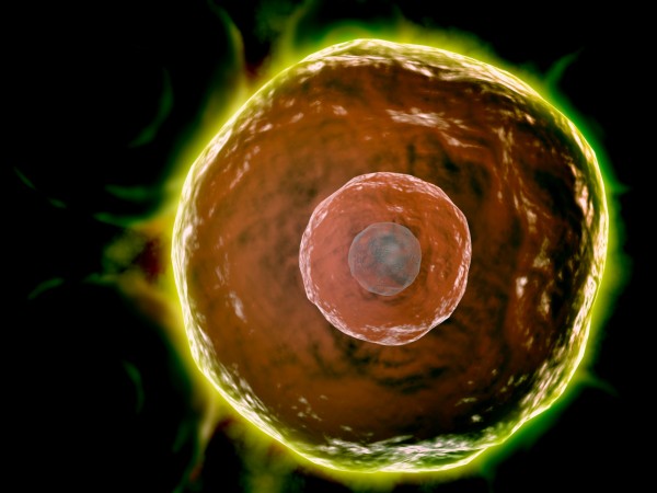 CyFlow™ CD4 APC
